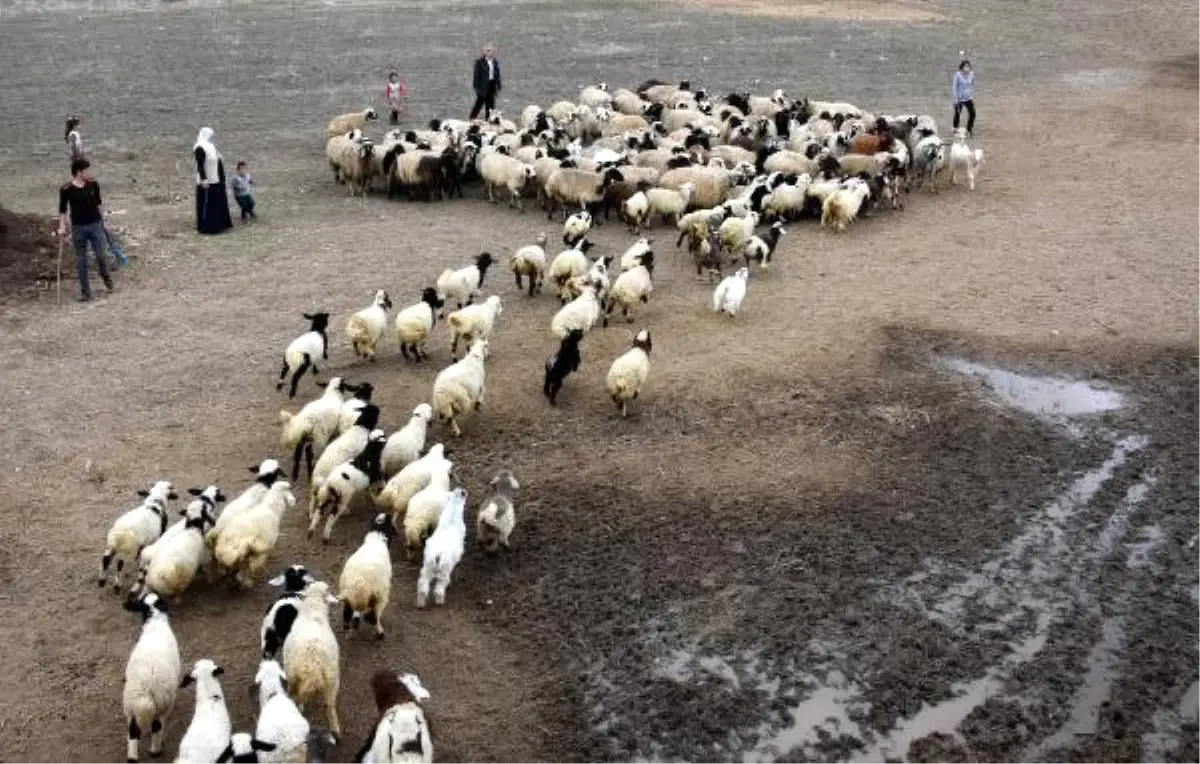 Kuzuların Bahar Buluşması