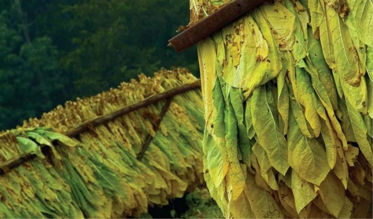 Türkiye Oryantal Tütün Üretiminde İlk Sırada
