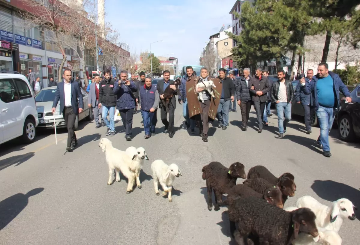 Ünlü Türkücü Çoban Oldu, Koyunlarla Şehri Gezdi