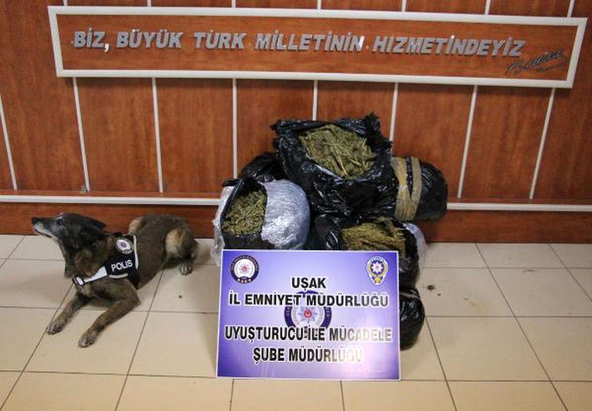 Uşak\'ta 49 Kilo 800 Gram Esrar Ele Geçirildi