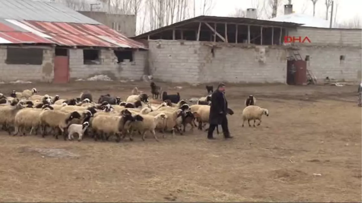 Van Kuzuların Bahar Buluşması