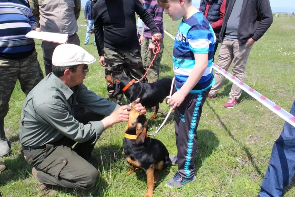 1. Fermalı Av Köpekleri Mera Kovucu Irklar Güzellik Yarışması