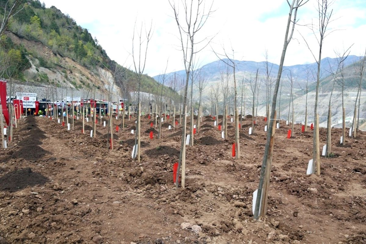 Artvin\'de 15 Temmuz Şehitleri Hatıra Ormanı Kuruldu