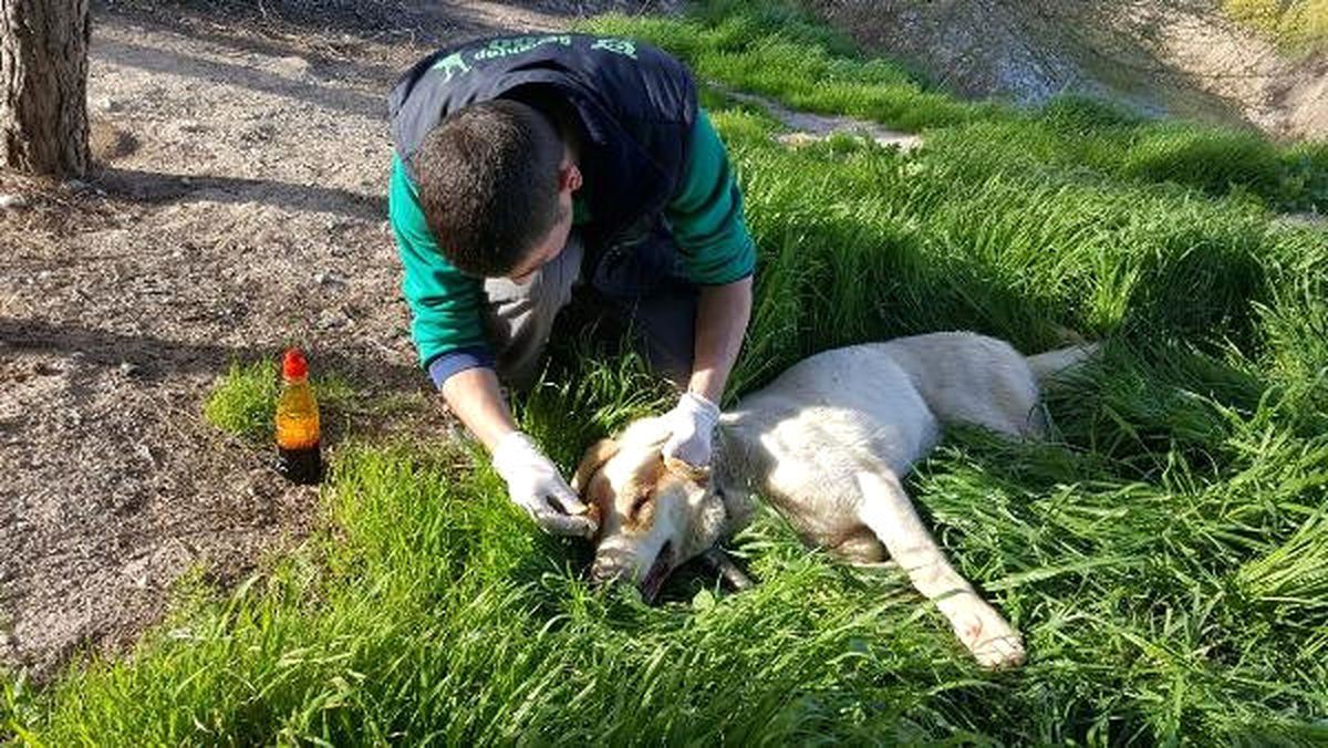 Askerlerin Sınırda Bulduğu Yaralı Köpek Tedaviye Alındı