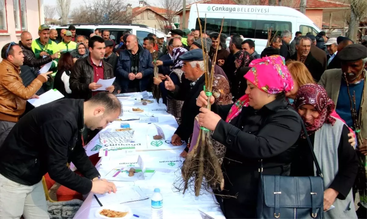 Ceviz Fidanları Toprakla Buluşuyor