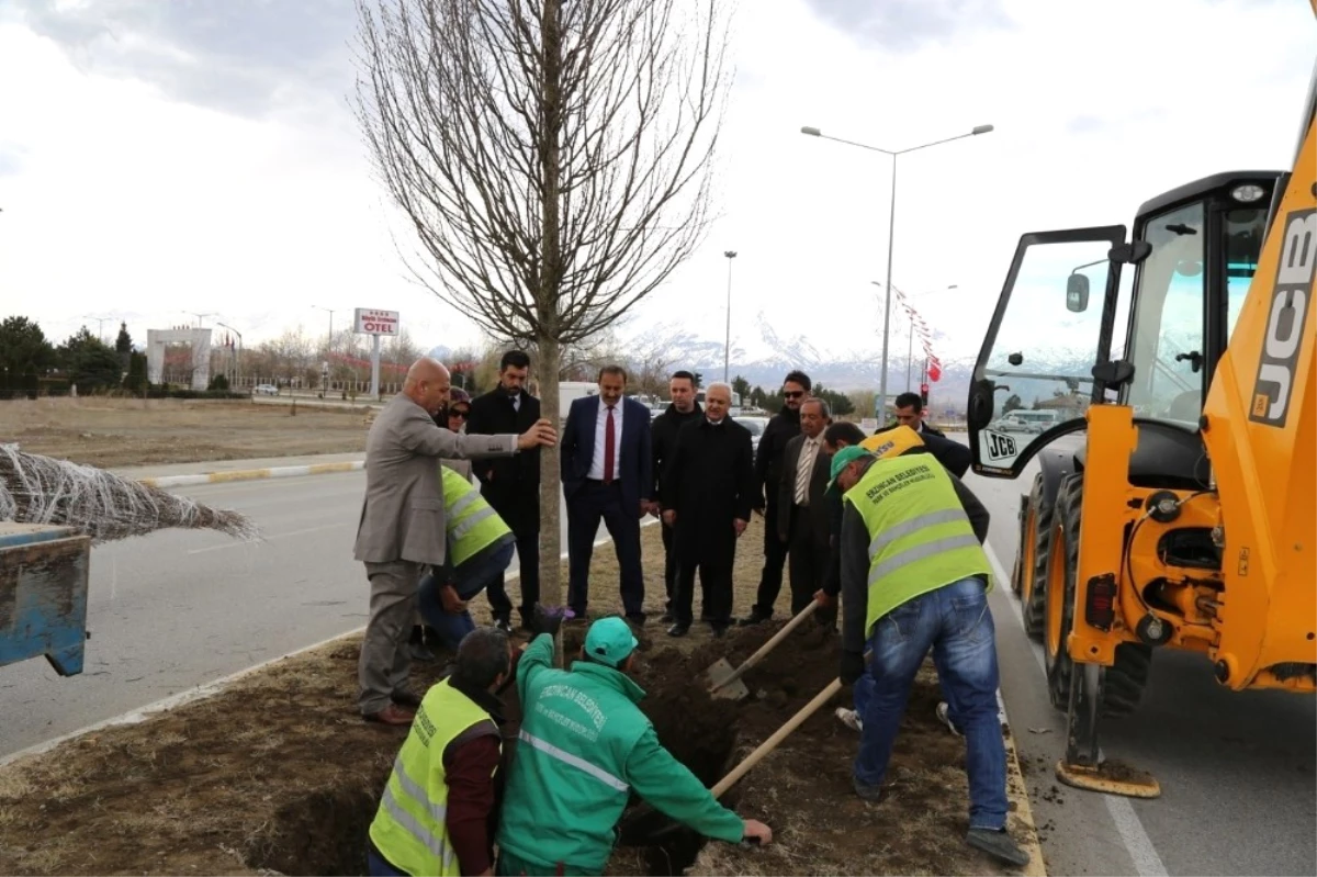 Erzincan Belediyesi Ağaçlandırma Çalışmalarına Devam Ediyor