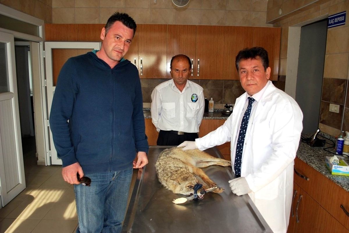 Manisa\'da Yaralı Çakala Yardım Eli