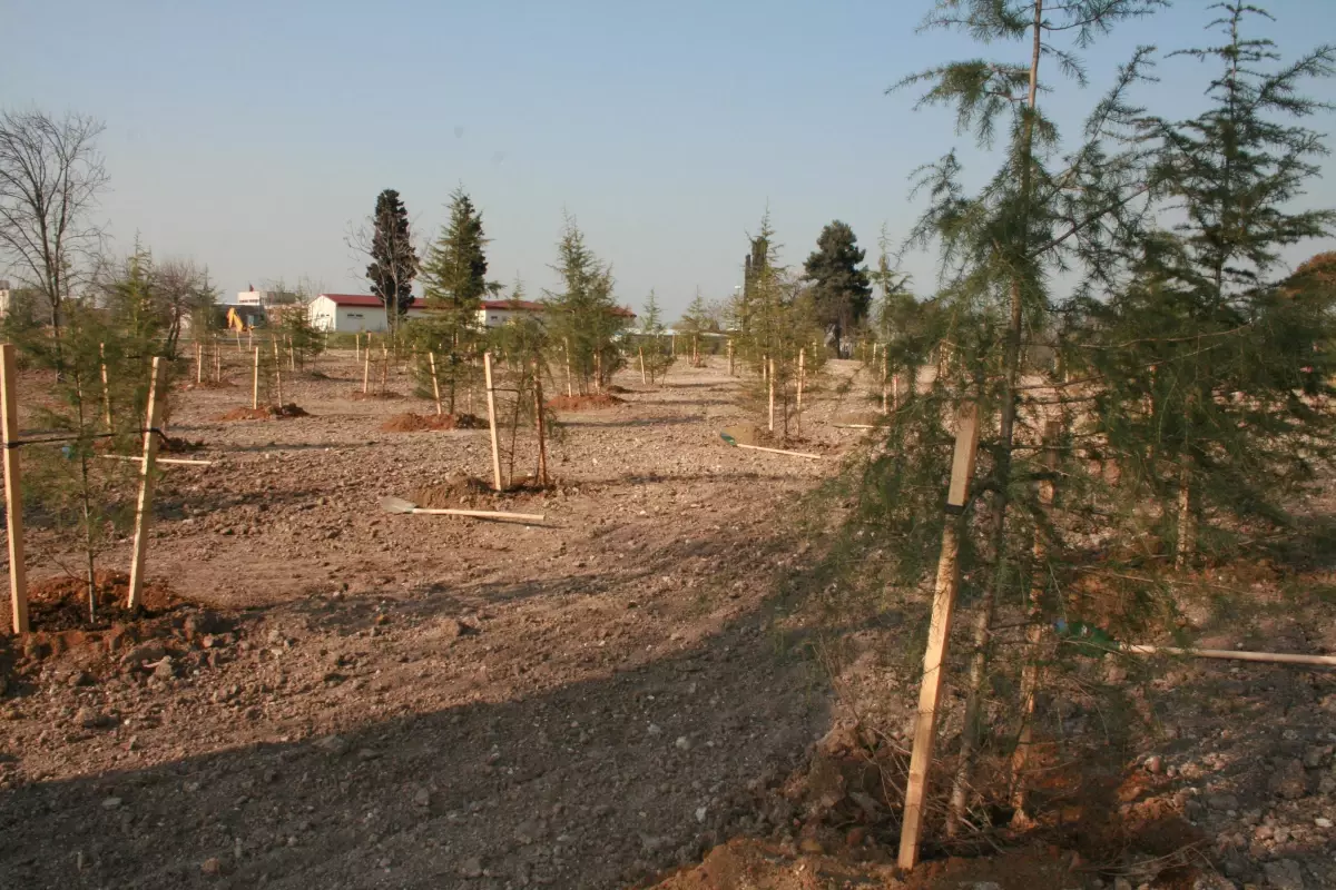 Orman ve Su İşleri Bakanlığının Ağaçlandırma Çalışmaları