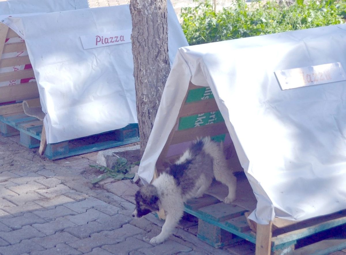 Piazza\'dan Sokak Hayvanlarına Yuva Desteği