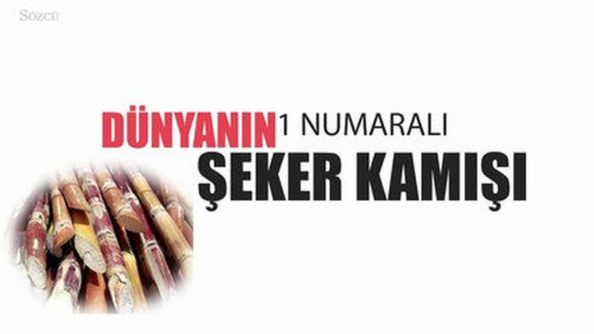Şekerle İlgili Çok İlginç 10 Bilgi...