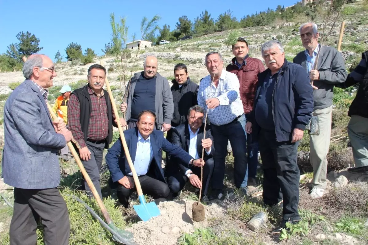 Silifke\'de Mali Müşavirler Hatıra Ormanı Oluşturuldu