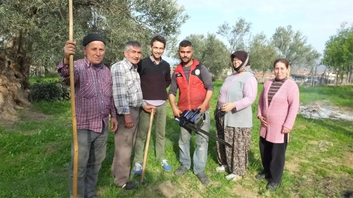 Zeytinlerde Budama Zamanı