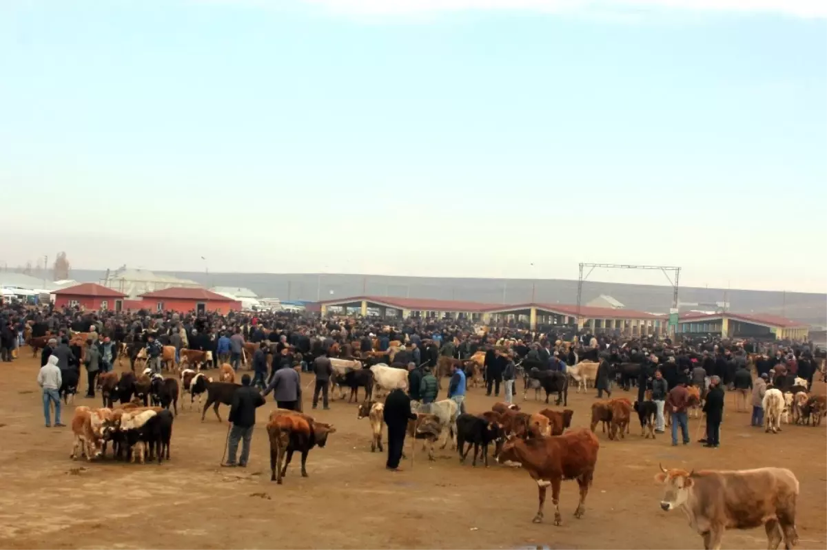 Ağrı\'da Hayvan Üreticilerinden Et Fiyatlarının Düşmesine Tepki