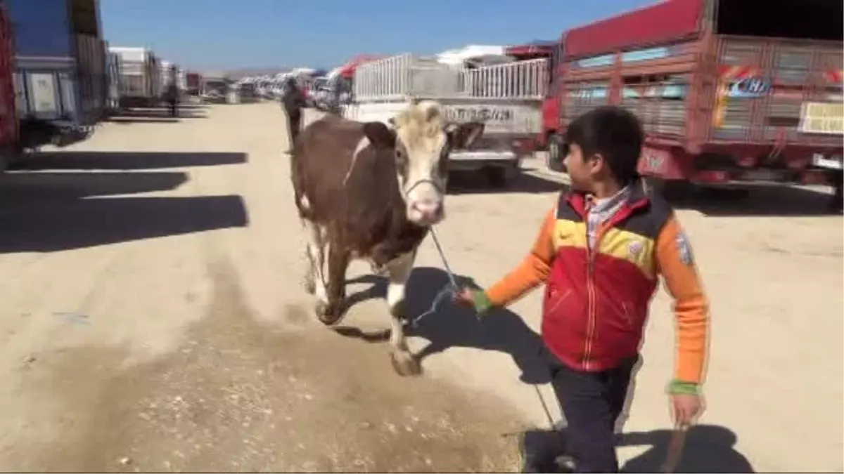 Et Fiyatlarına Müdahale Edileceği Haberlerinin Canlı Hayvan Pazarlarına Yansıması-...