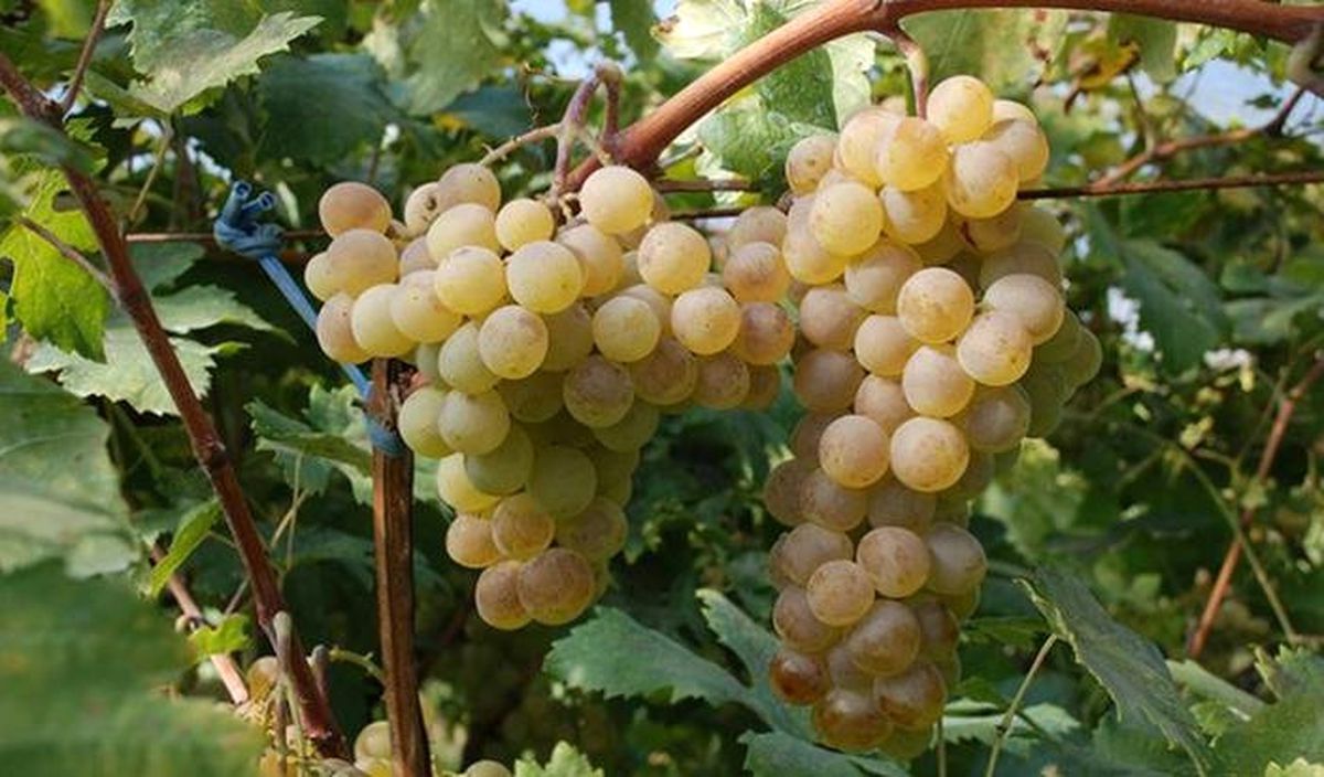 Geyve, Gıda Osb ile Ayva ve Üzümde Markalaşacak