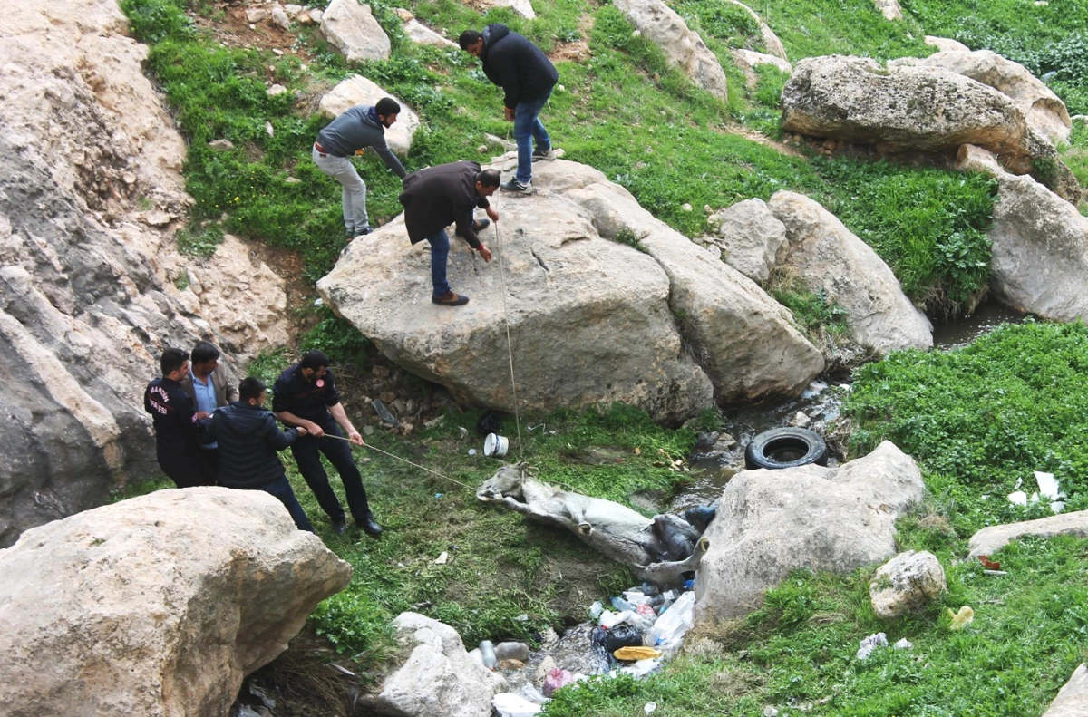 Mardin\'de Kayalıklara Sıkışan Katırı, İki Gün Sonra İtfaiye Kurtardı