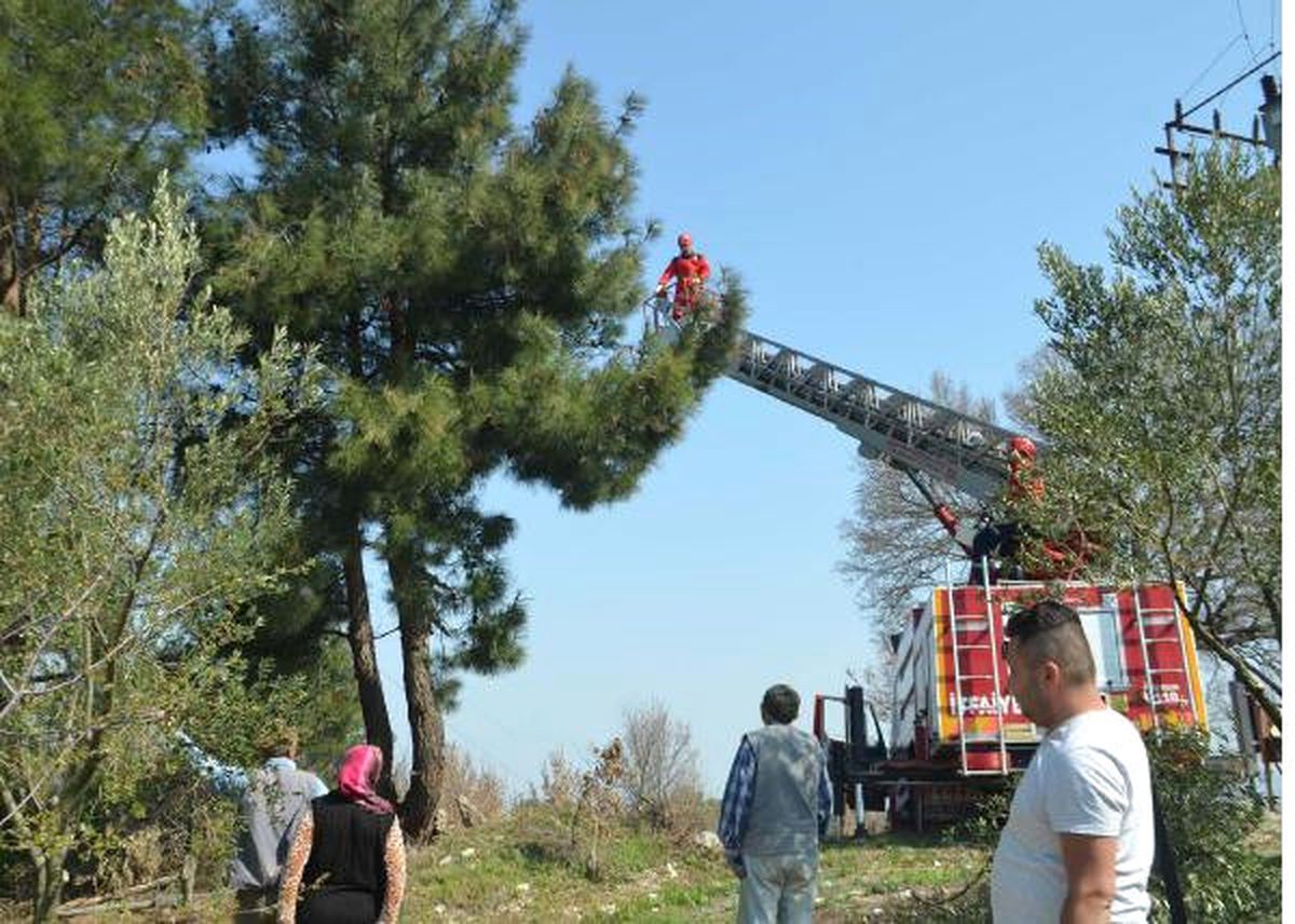 Ağaçta Mahsur Kalan Kediyi İtfaiye Kurtardı