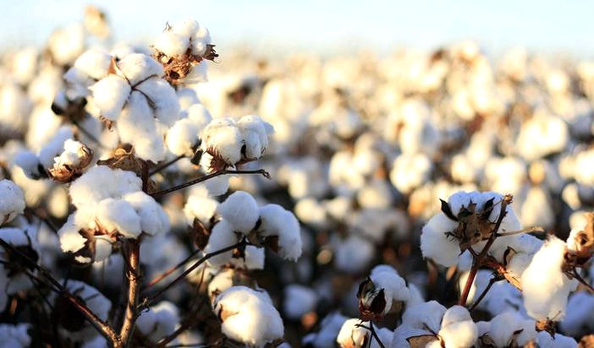 Better Cotton Üretimi Yüzde Bin Arttı