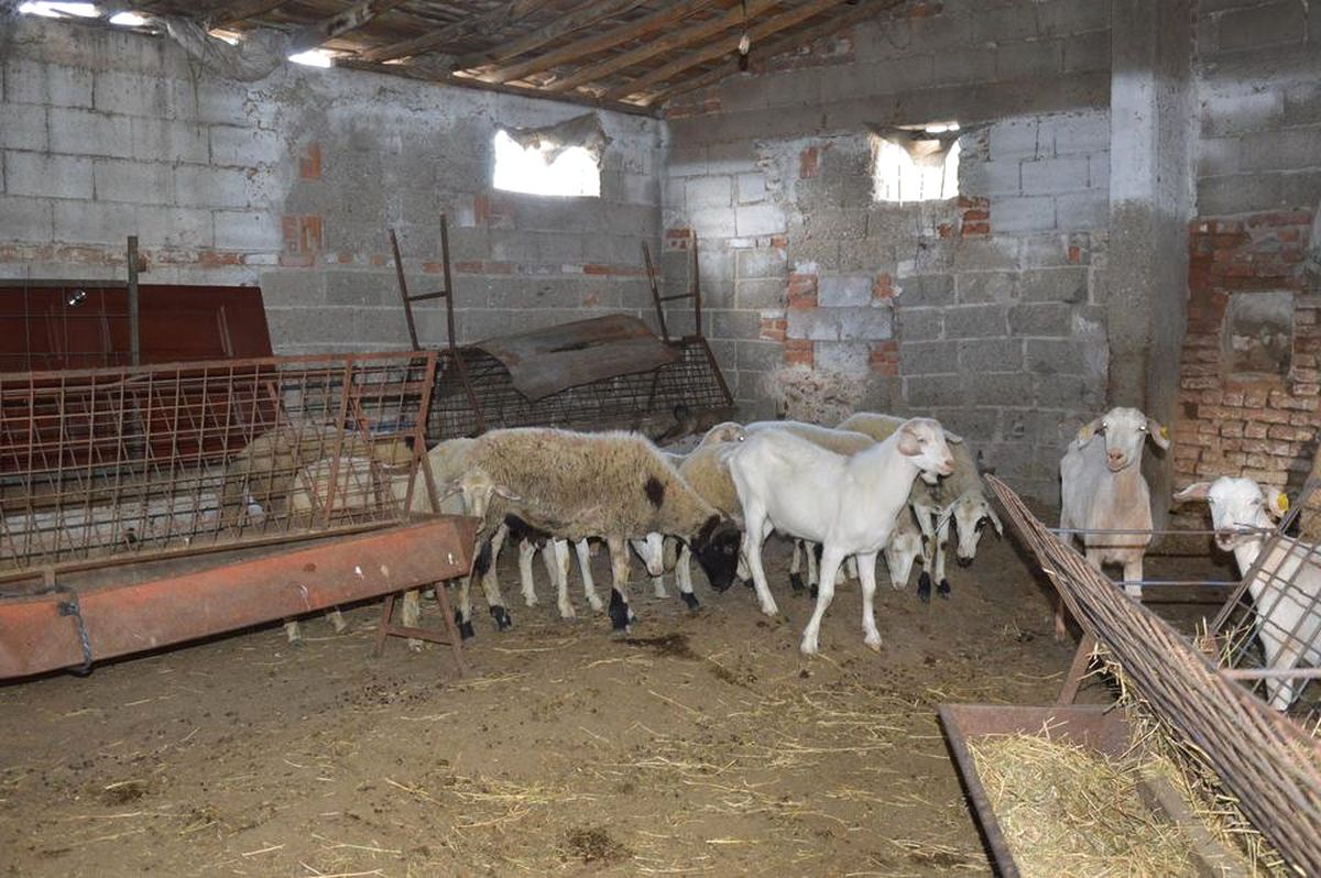 İdil\'de Hayvan Hırsızlığı İddiası