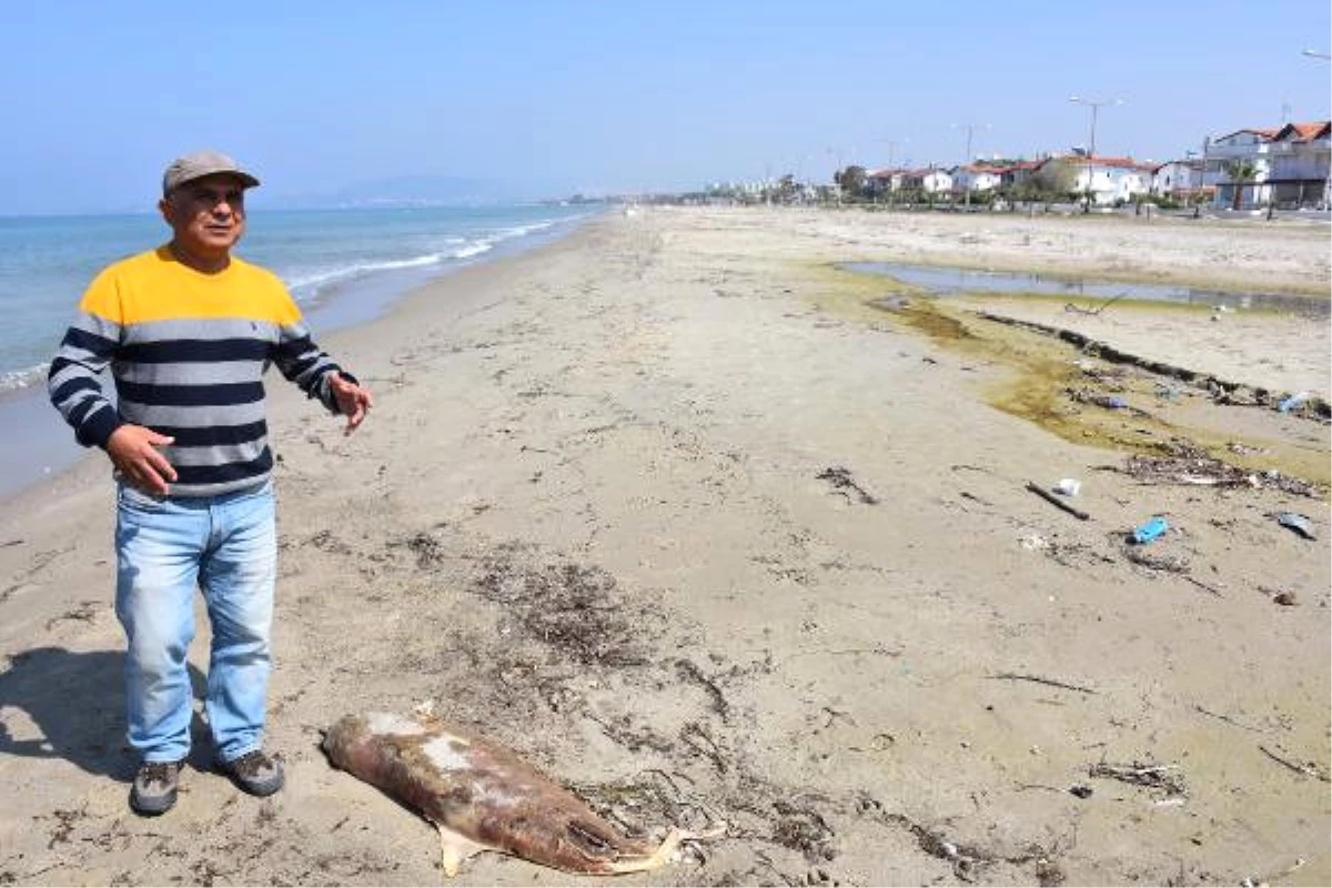 Kuşadası Körfezi\'nde Bir Ayda Üçüncü Yunus Öldü