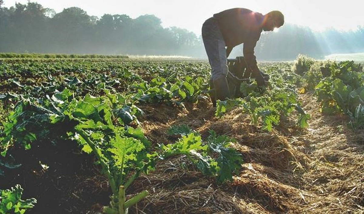 Marketlerde İyi Tarım Belgeli Ürünler Satılmalı\'