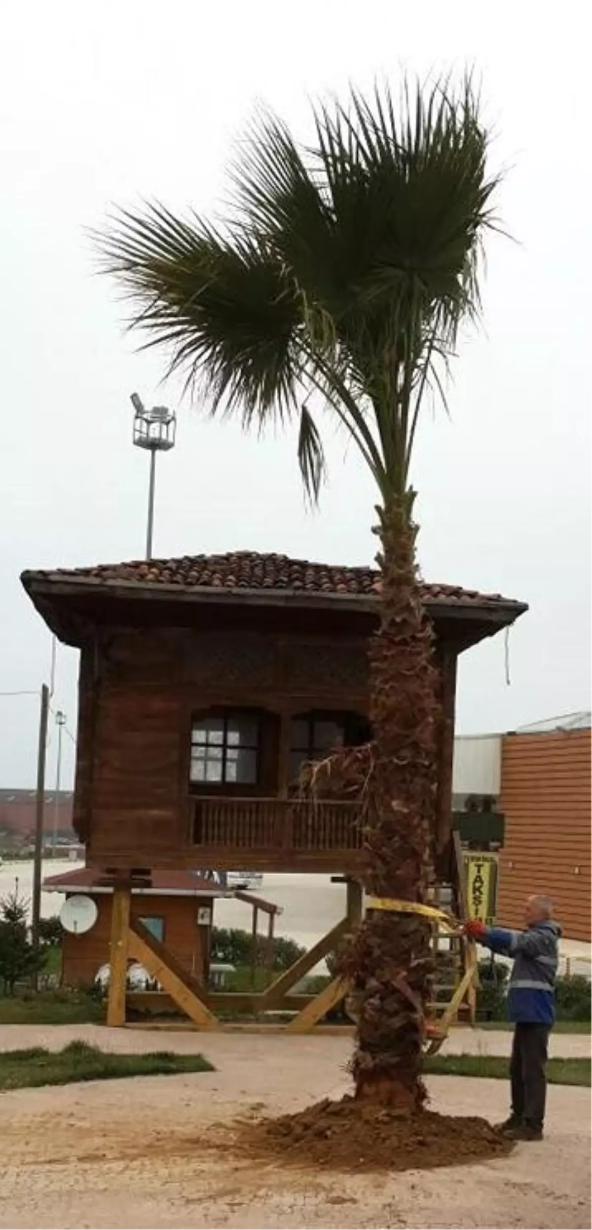 Akçakoca\'da Peyzaj Düzenleme Çalışmaları Yoğunluk Kazandı