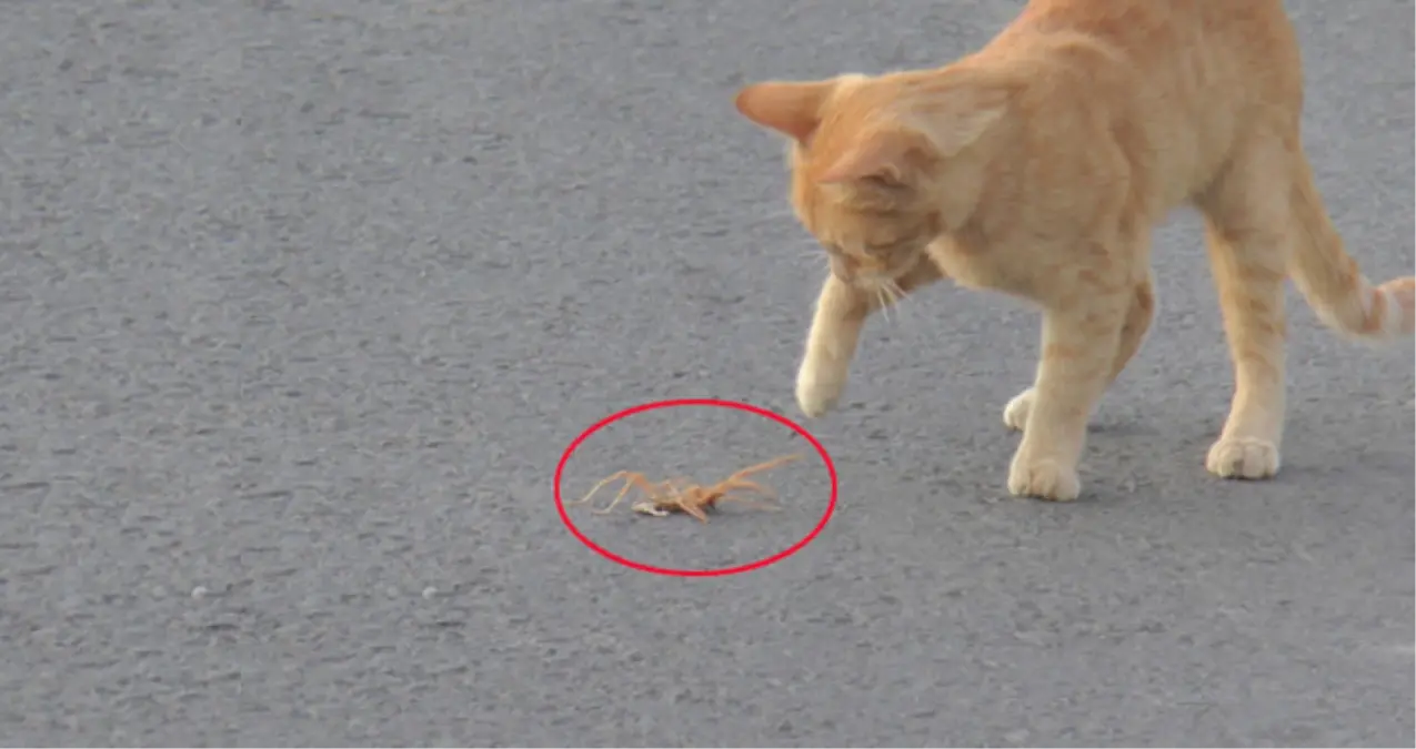 Et Yiyen Örümcek ile Kedinin Ölüm Kalım Mücadelesi Kameralara Yansıdı