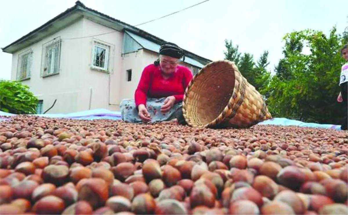 Fındık Üreticilerine Destek Ödemeleri Başladı