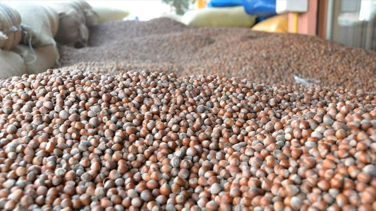 Fındık Üreticilerine \'İstiridye Mantarı\' Önerisi
