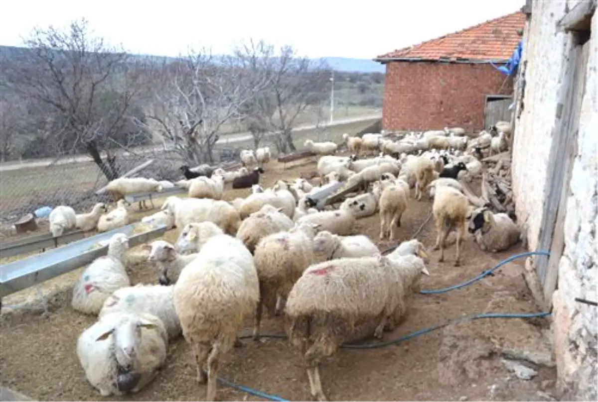 Hayvan Hırsızlığı Yaptıkları İddia Edilen 3 Kişi Gözaltına Alındı