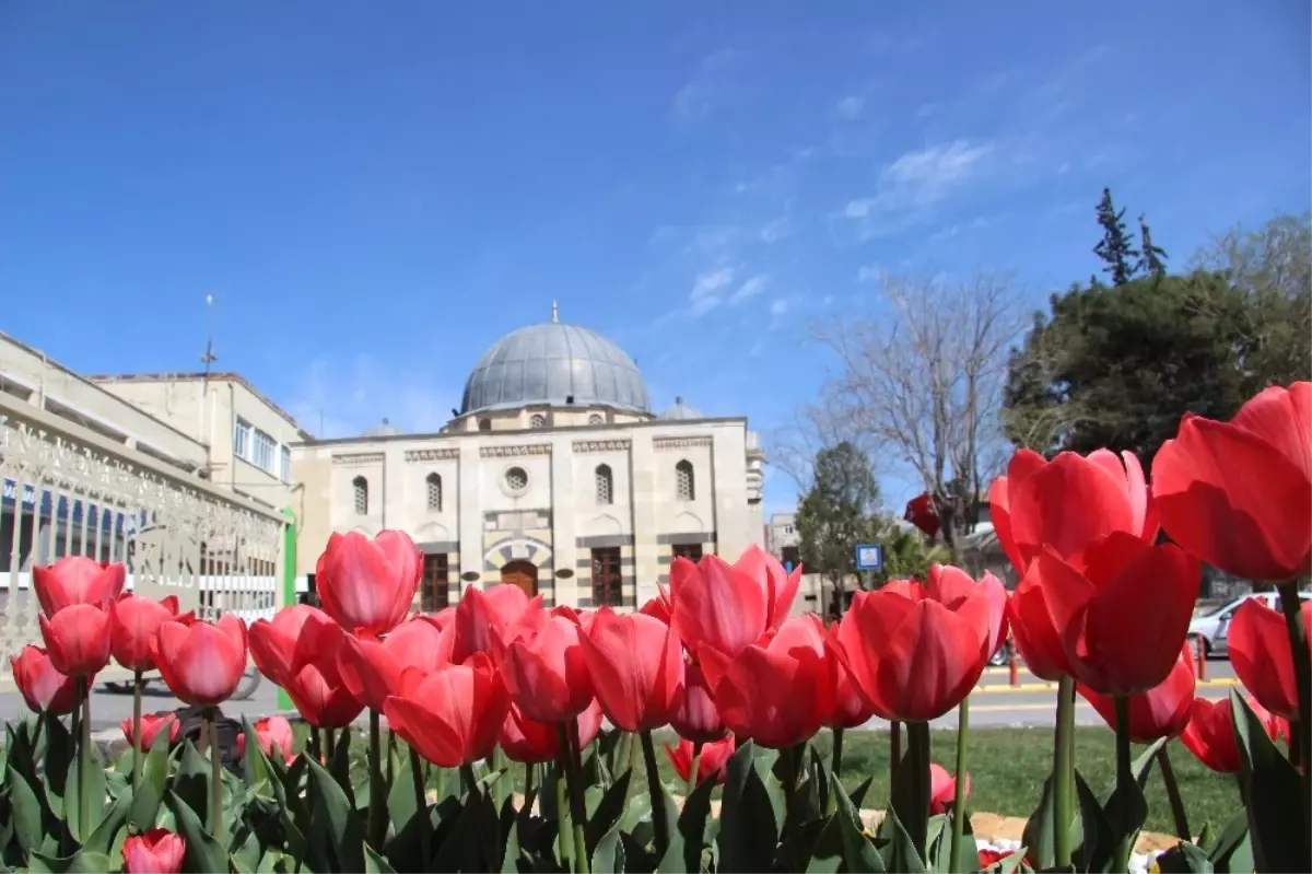 Mihalgazi\'de Laleler İlgi Odağı Oldu