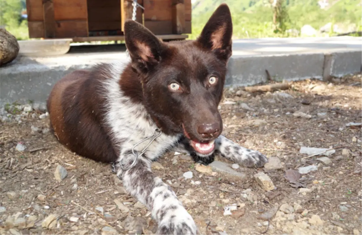 Zerdava Köpeğinin Korunması Amaçlanıyor