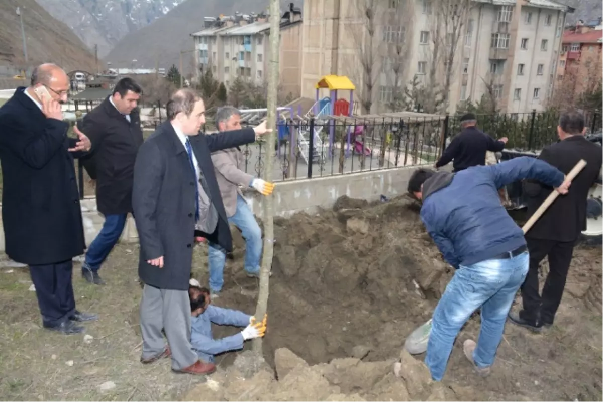 Hakkari Belediyesinde Ağaçlandırma Çalışmaları