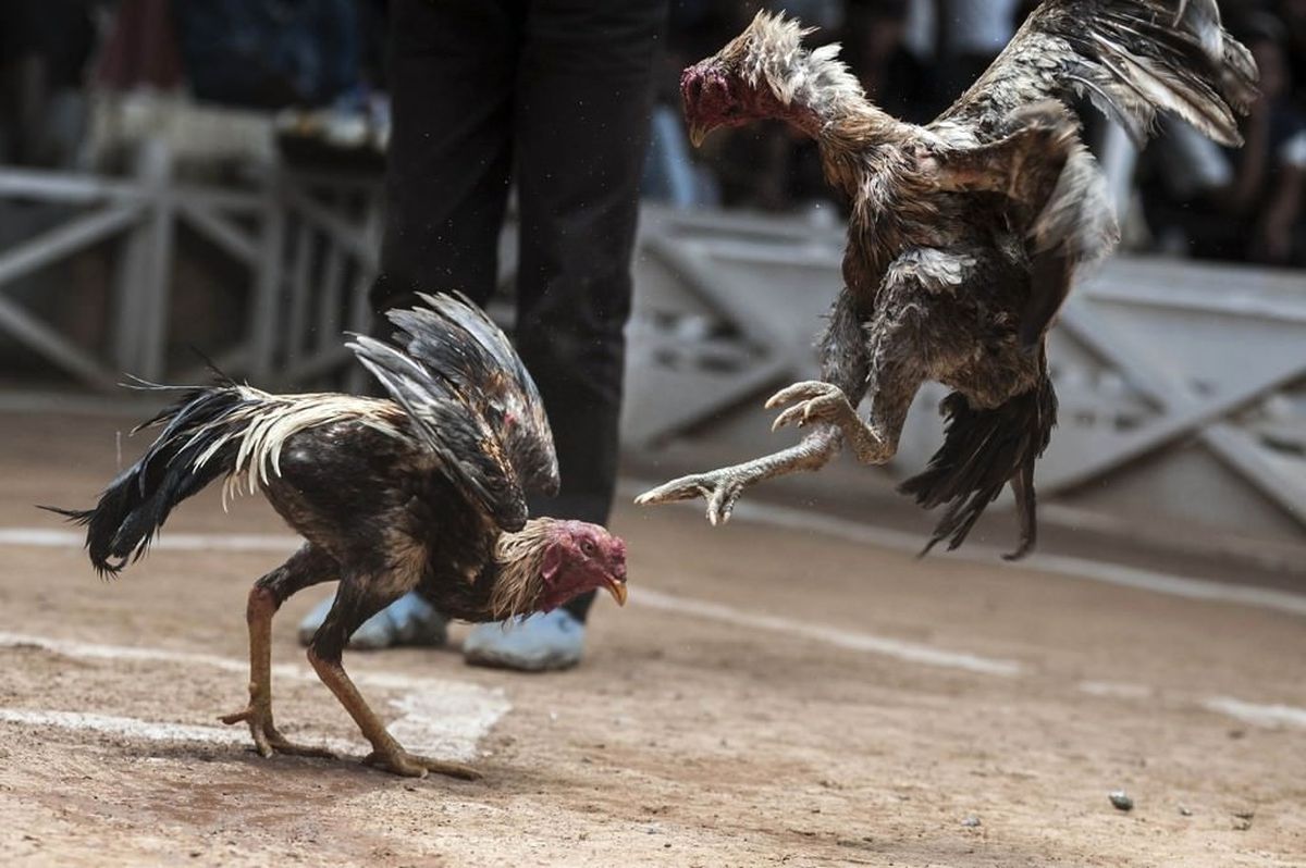Mardin\'de "Horoz Dövüşü" Operasyonu
