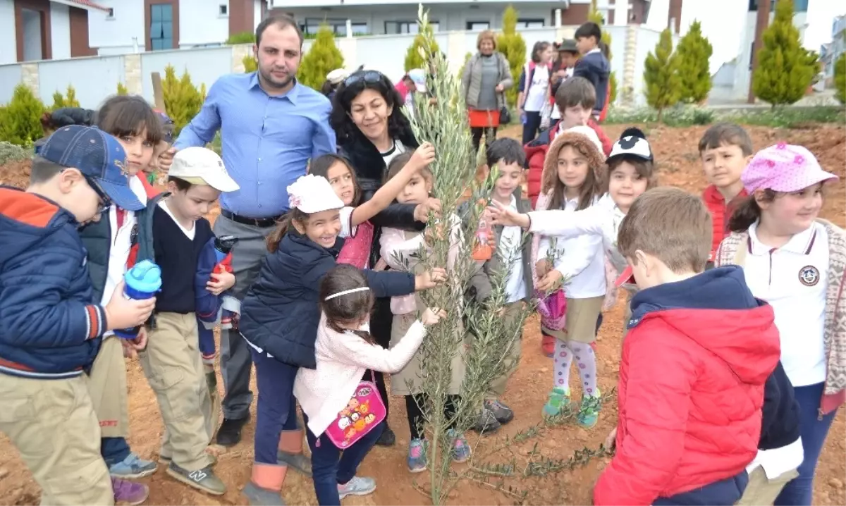 Öğrenciler Zeytin Fidelerini Toprakla Buluşturdu