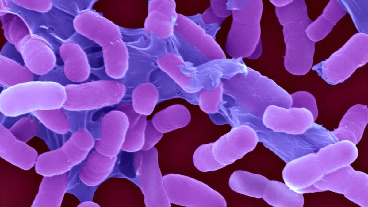 Uzmanlar Uyardı: Yeni Bakteriler Kanserden Bile Tehlikeli