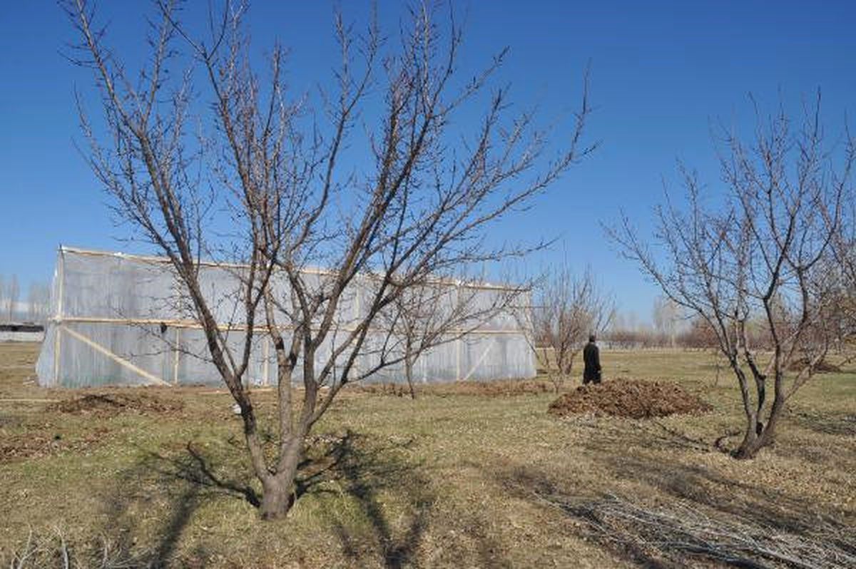 Iğdır\'da Serada Kayısı Yetiştirilecek