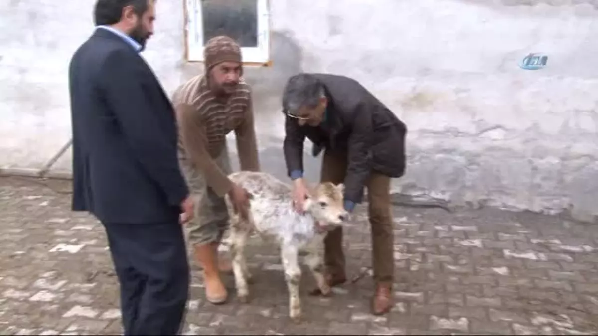 Sivas Ziraat Odası Başkanı Hacı Çetindağ: "Türkiye\'de Yüksek Oranda Ki Buzağı Ölümlerinin Arkasında...