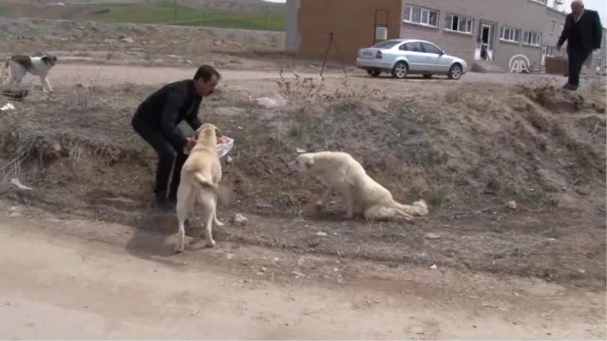 Yürüyemeyen Köpeğe Pazar Arabasından Yürüteç