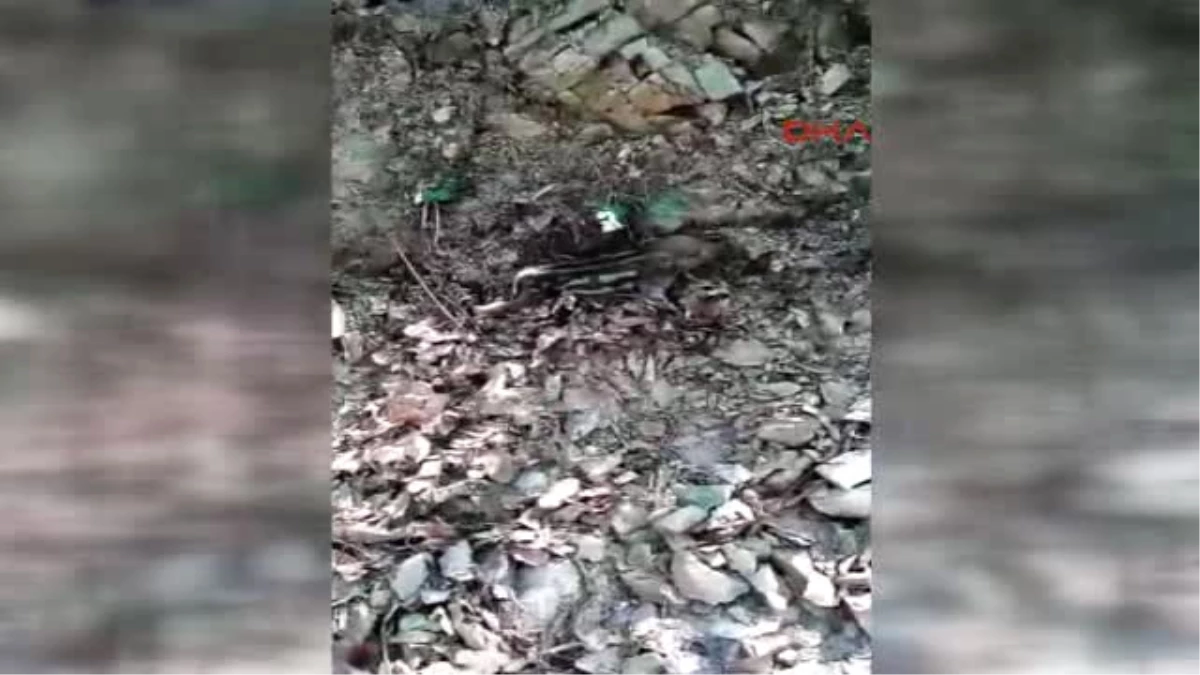 Çanakkale Doğa Yürüşünde Yavru Domuz Sürprizi