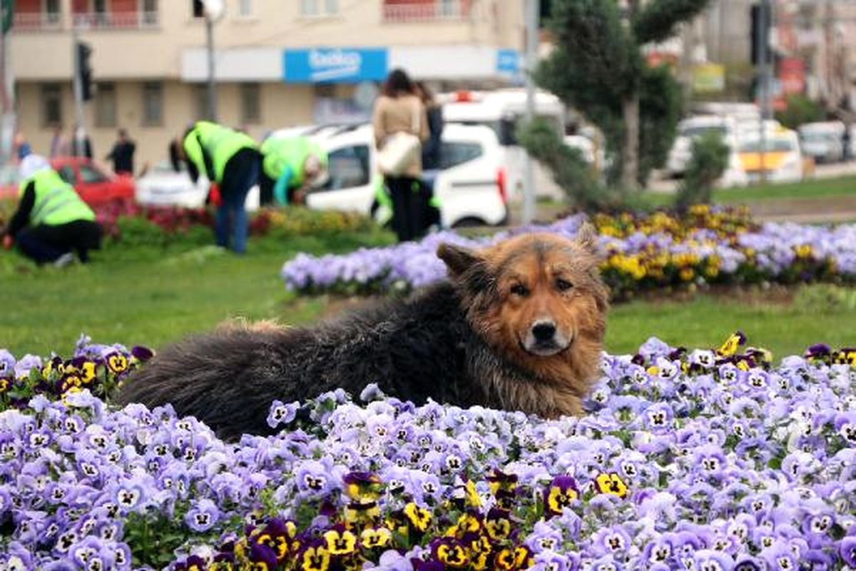 Menekşelerin Arasına Yatan Köpek İlgi Odağı Oldu