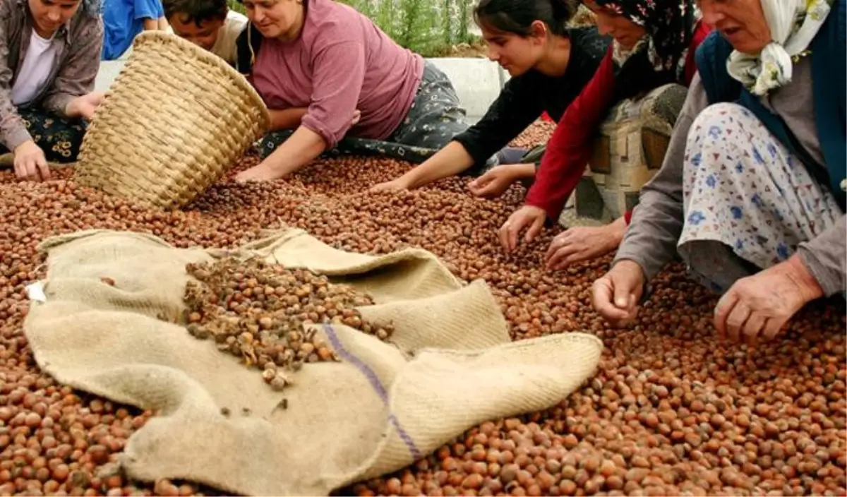 Türkiye 7 Ayda 1,2 Milyar Dolarlık Fındık İhraç Etti