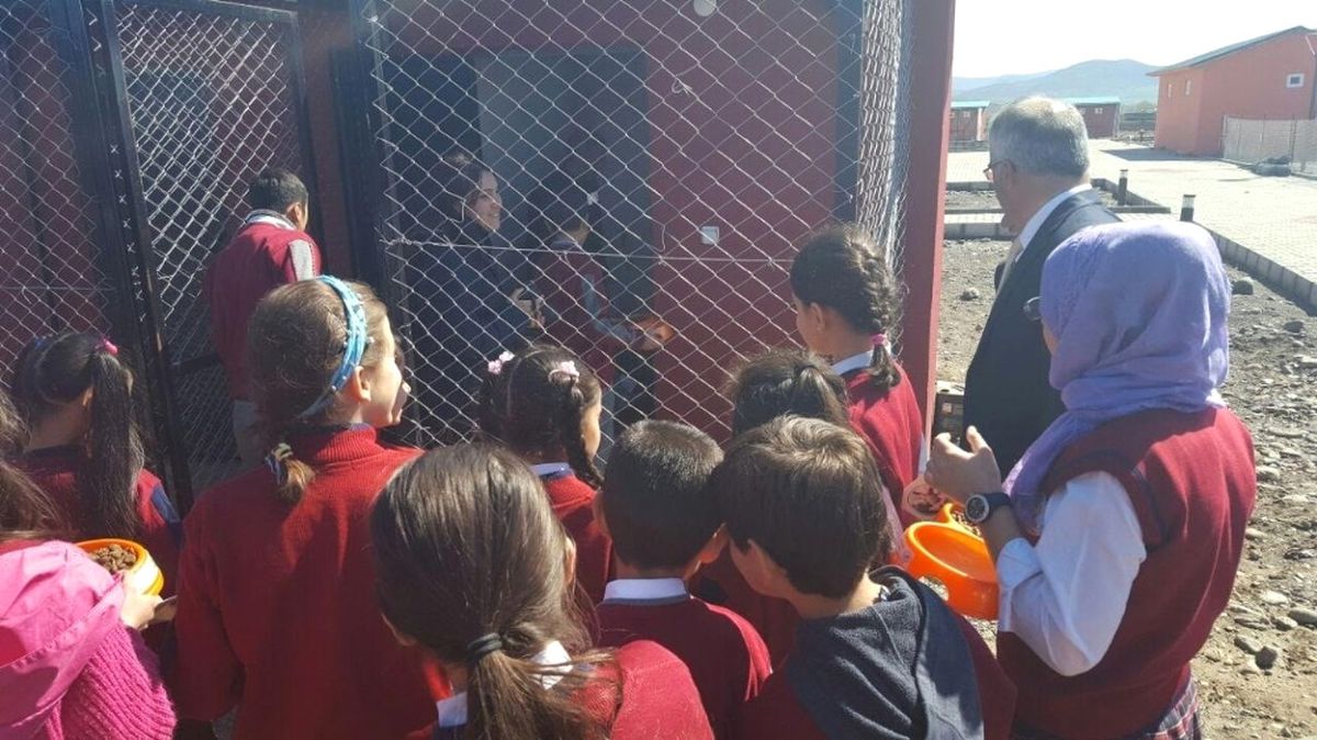 Bingöl\'de Öğrenciler, Sokak Hayvanları Besledi