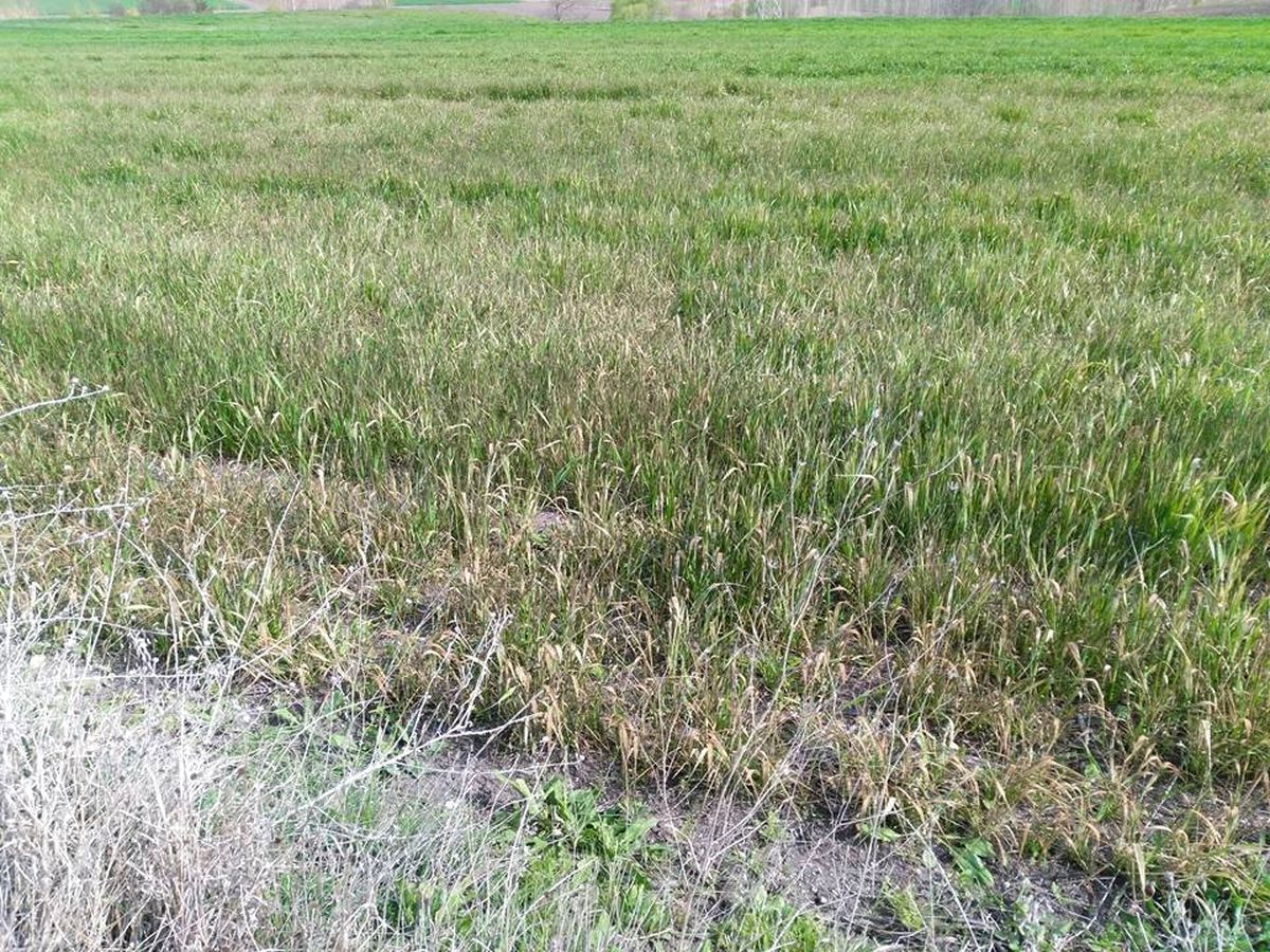 Edirne Çiftçisini Endişe Sardı