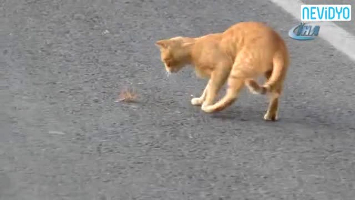 Et Yiyen Dev Örümcek Kedi ile Karşılaşırsa