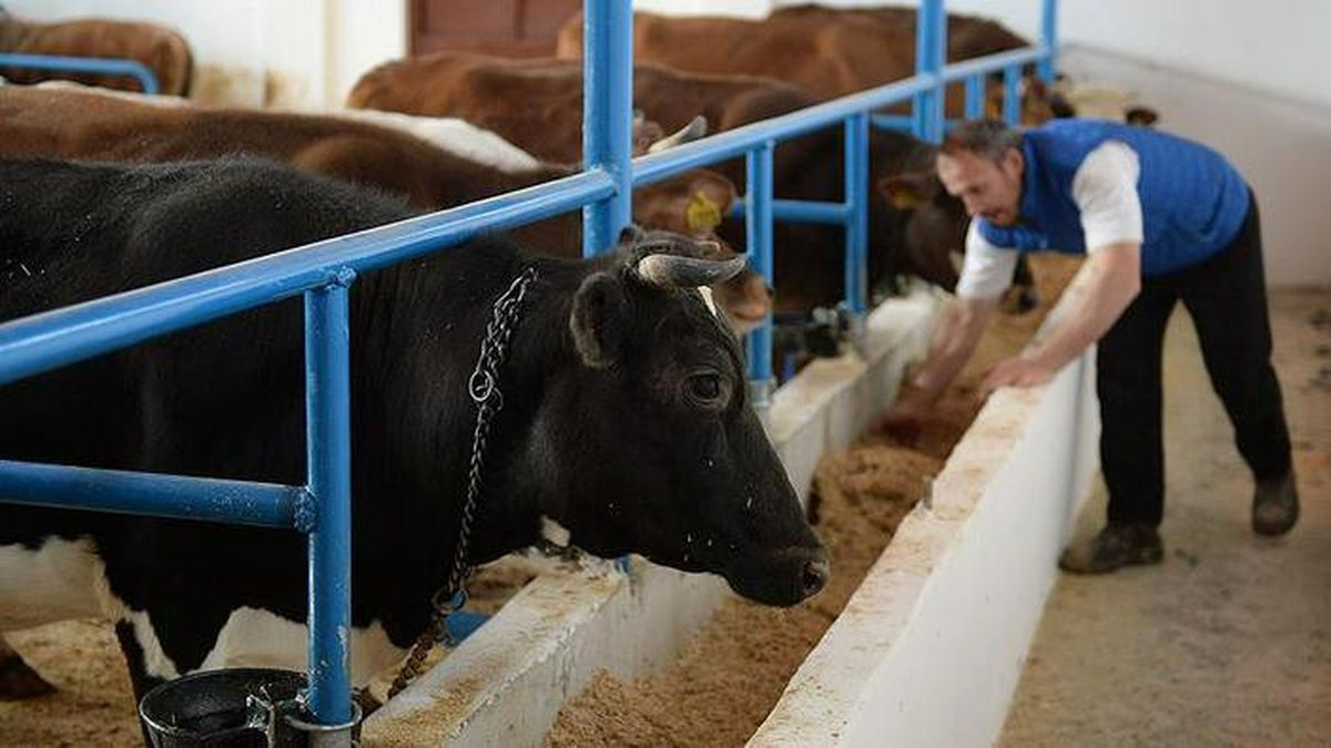 Hayvanlara Küpe Affı