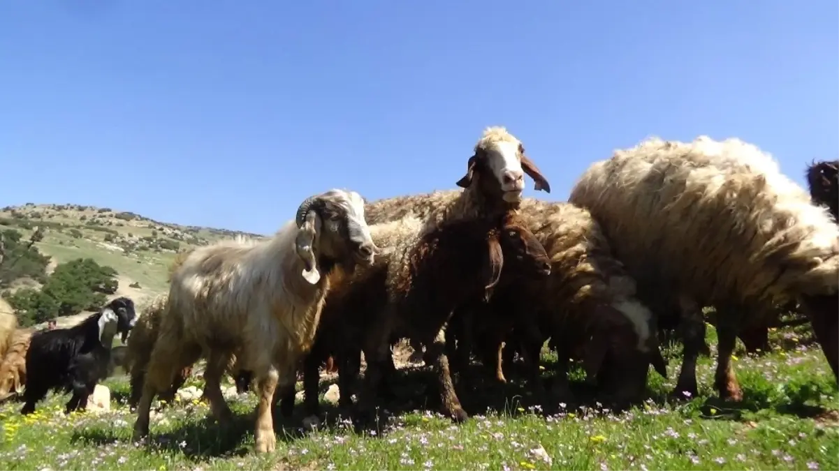 Koyun ve Keçiler, Melodiler Eşliğinde Meralara Salındı