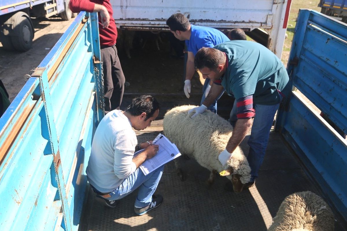 Silopi\'de 24 Genç Çiftçiye 960 Küçükbaş Hayvan Dağıtıldı