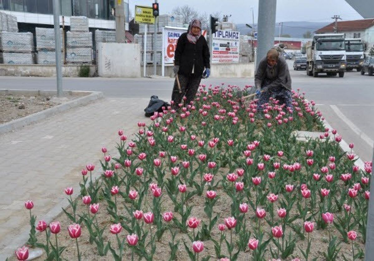 Simav\'da 30 Bin Lale Soğanı Dikildi