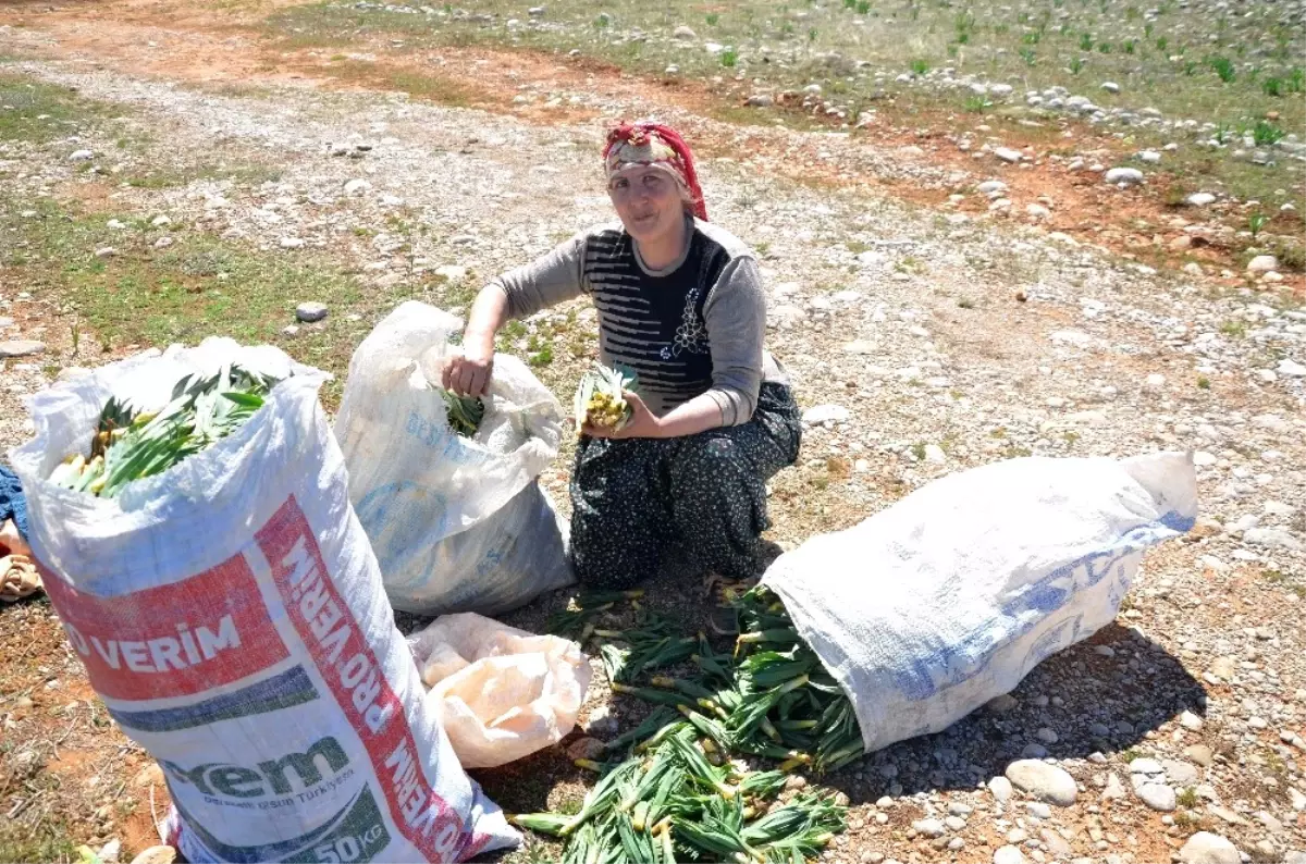 Birçok Faydası Bulunan \'Gulik Otu\' Kadınların Ekmek Kapısı Oldu